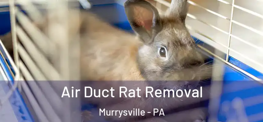  Air Duct Rat Removal Murrysville - PA